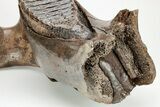 Woolly Mammoth Partial Jaw with M Molar #207347-6